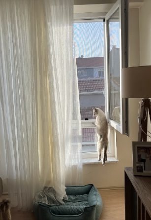 Menteşeli Kedi Sinekliği