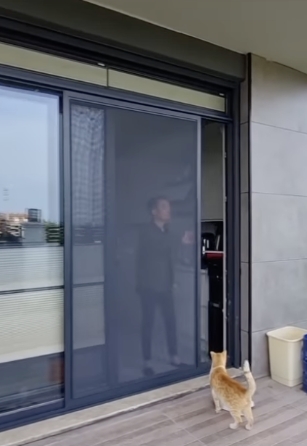 Sürme Kedi Sinekliği
