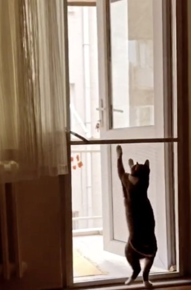 kedi-sinekliginin-avantajlari.png