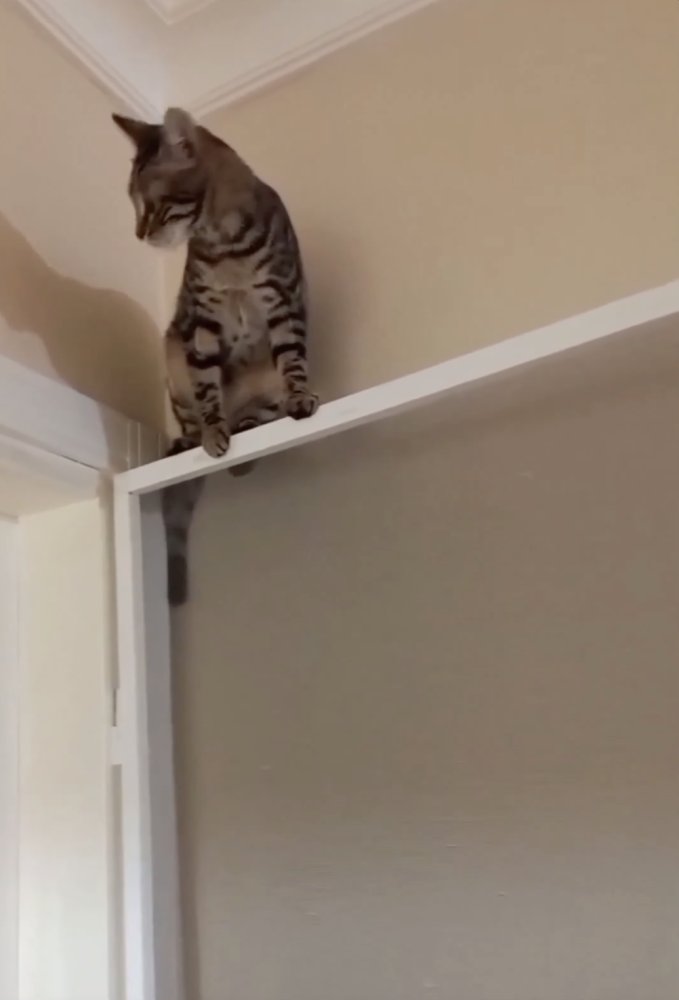 kedi-sinekliginin-ozellikleri.png