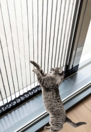 Sürme Kedi Sinekliği